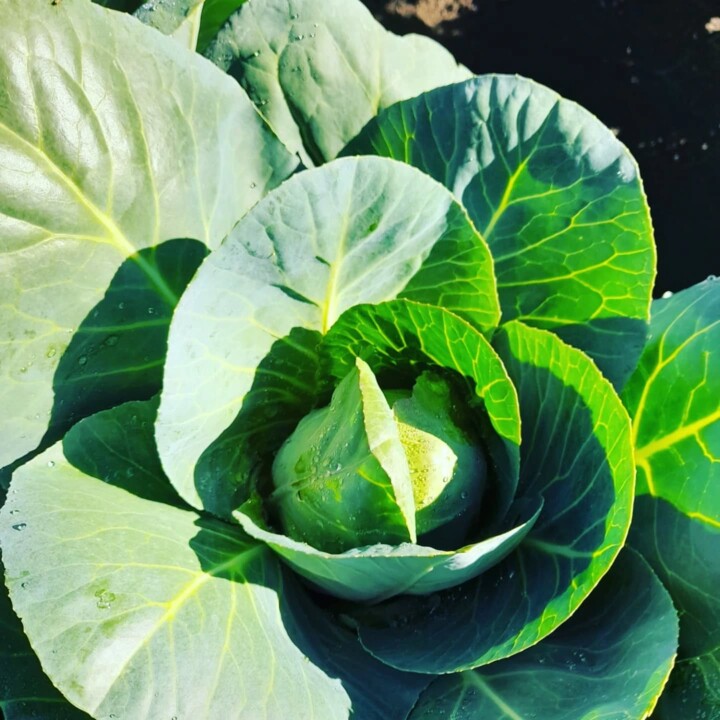 532344365_18493885852066958_4263350924820822808_n.