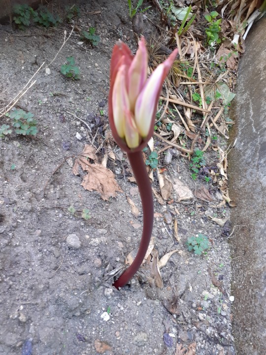 Despedida de Verão em botão. Foto original. 2021.09.19.jpg