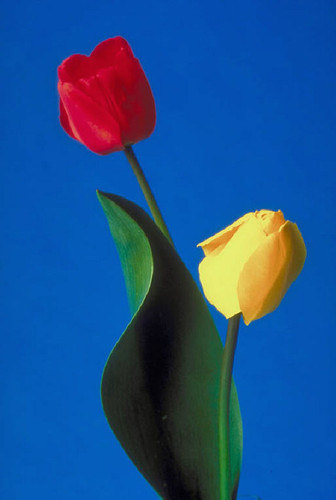 Still Life 004401.jpg