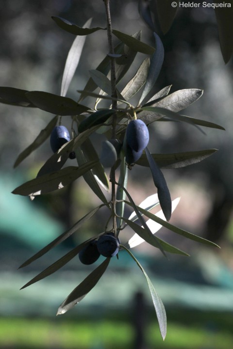 Azeitonas - HS.jpg