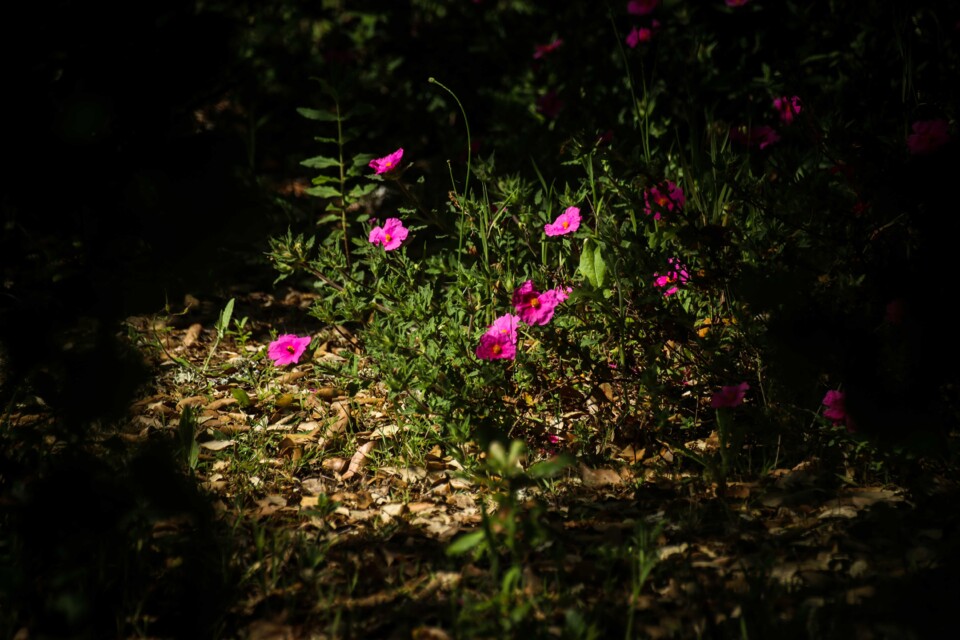 biodiversidade 6 a.jpg