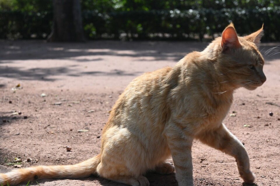 Não me canso disto gato.JPG
