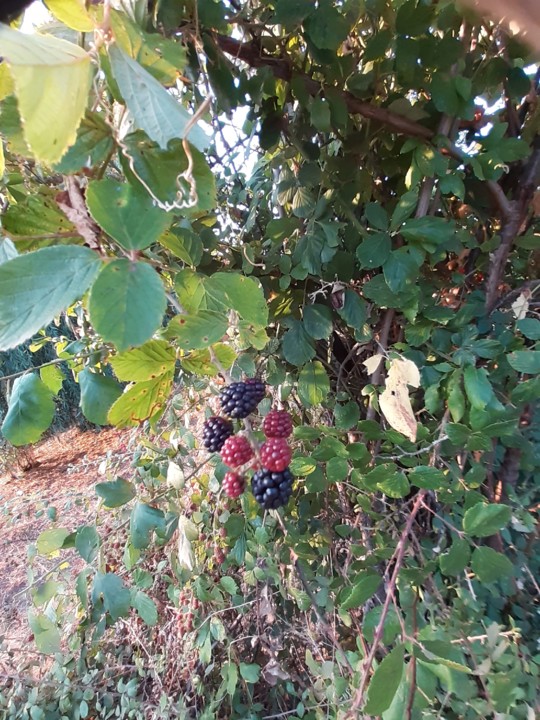 Amoras. Foto Original. 2021.07.21.jpg