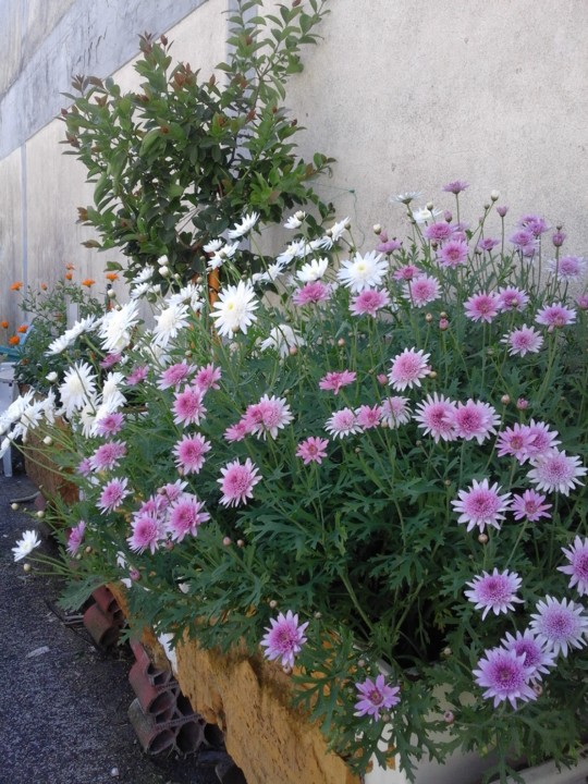 Foto Original. Romeira. 2018.jpg