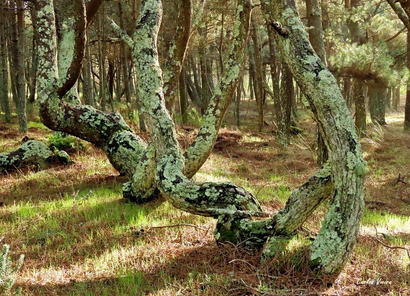 128014352_10225202119906618_1359552807151141804_n.