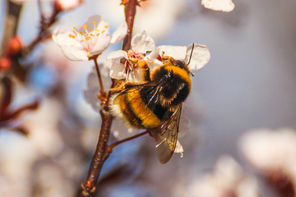 ameixeira-de-jardim insetos 3.jpg