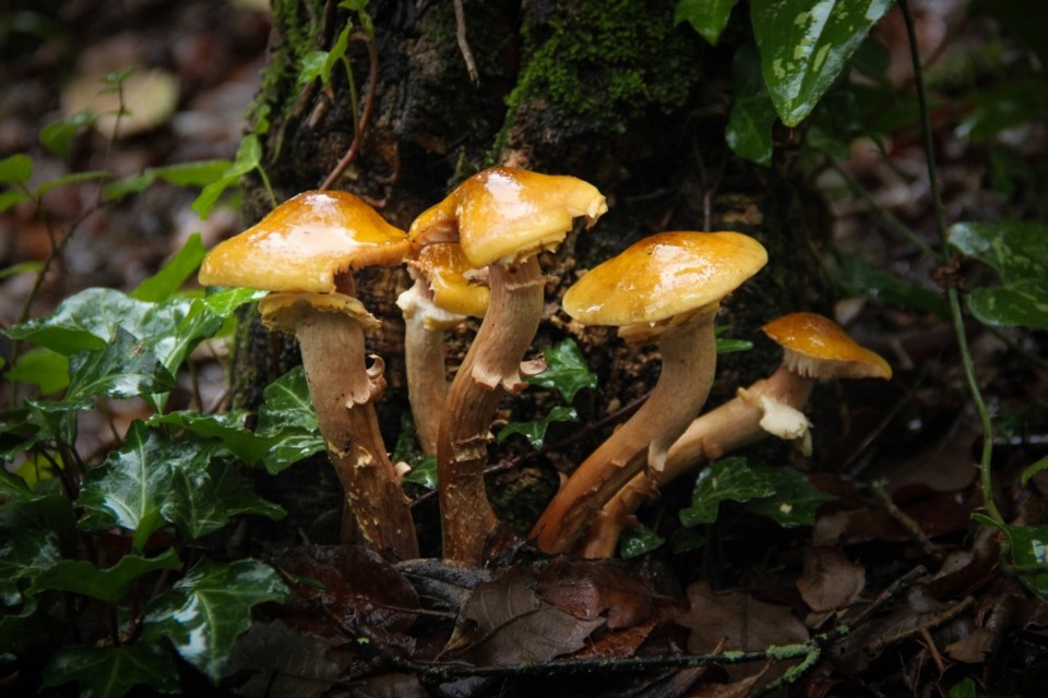 cogumelos montachique 14.jpg