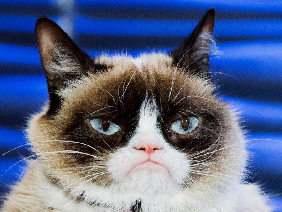 Culture-Grumpy-Cat-487386121-2[1].jpg