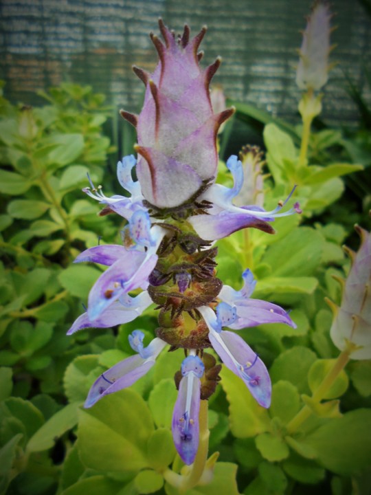 suculenta.JPG suculenta.JPG