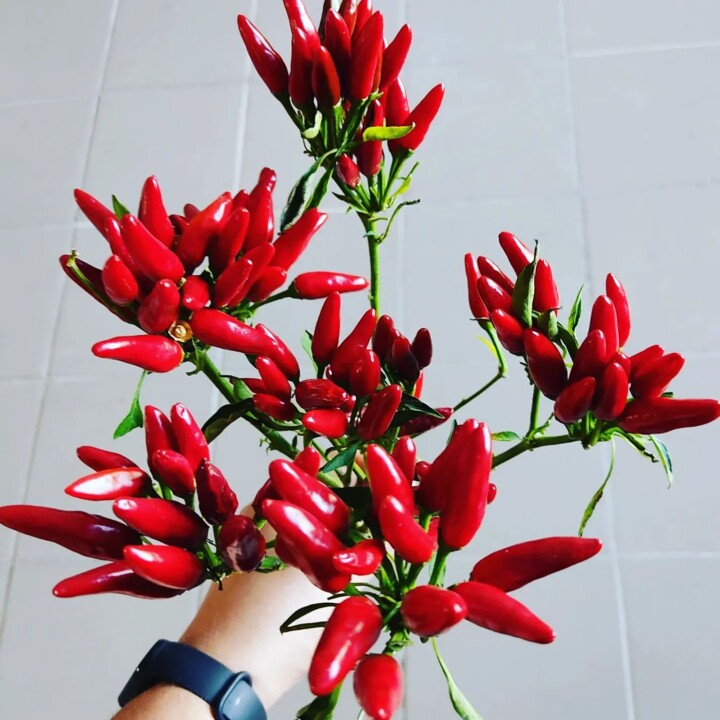 309710068_2423925317747215_2479629670137699278_n.j