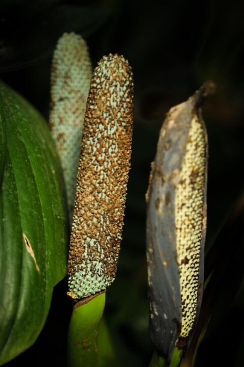 estufa fria dezembro 12.jpg