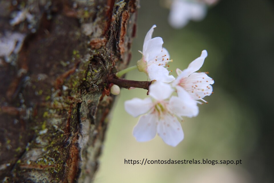 cerejeira1.JPG