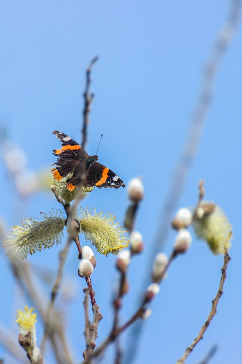 vanessa atalanta 3.jpg