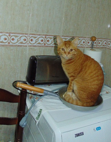 gatonafrigideira1.JPG