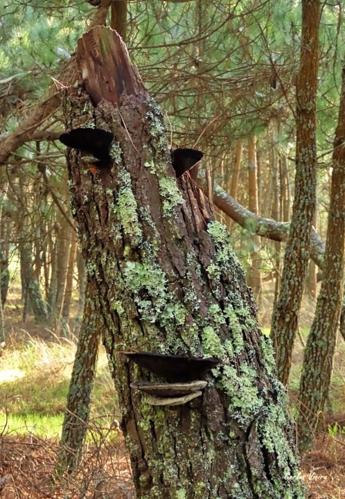 127971380_10225202120746639_5352709186070413994_n.