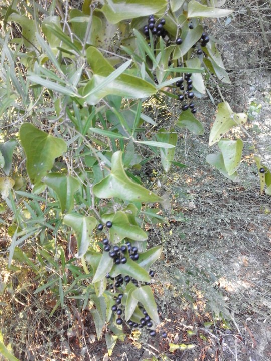 Foto original. Pegamassa. 2019. 05. jpg