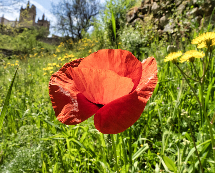papoila Miranda do Douro3.jpg
