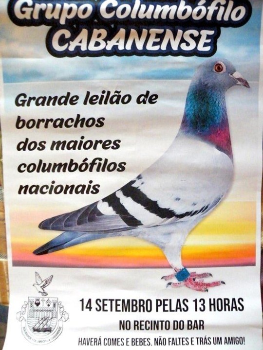 Columbofilia: Largada histórica - Modalidades - Jornal Record