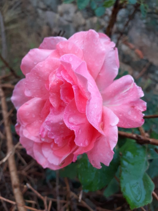 Rosa no Chão. Foto original. 2021.09.23. jpg