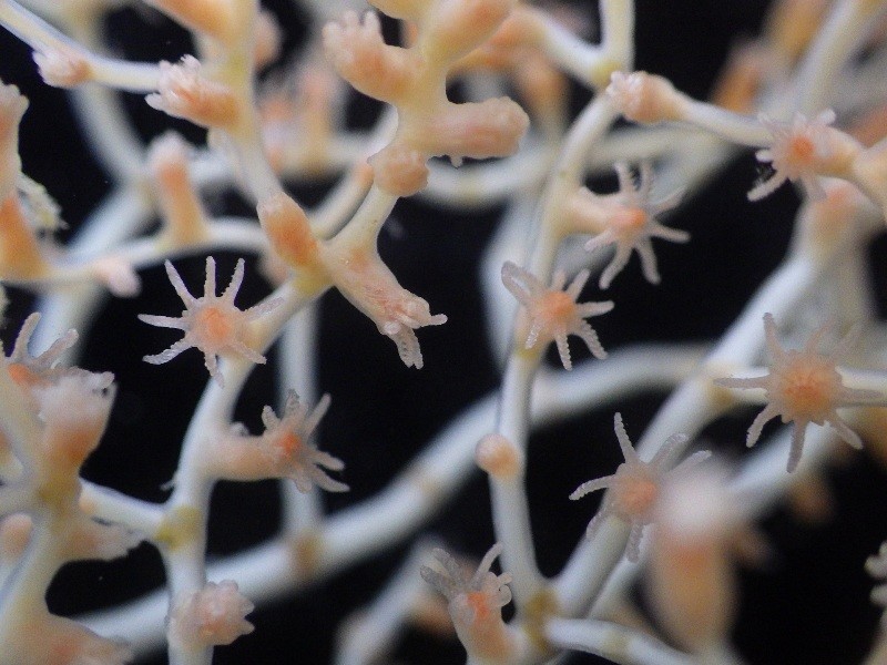 A close-up image of a bamboo coral called Acanella