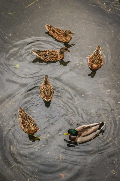 jardim rio da costa 6.jpg