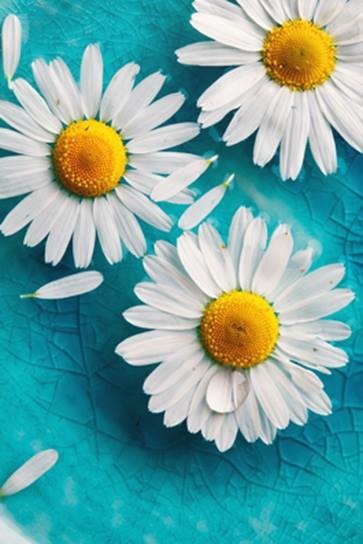 12565366_10203830843971122_4110780259275503473_n.j