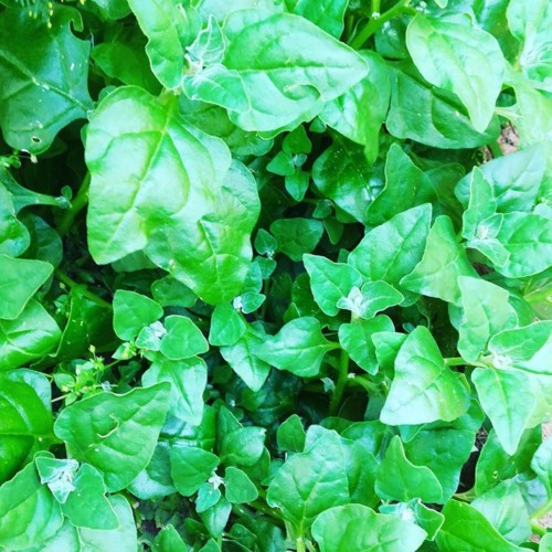 30742591_1082910611848699_6447703878670946923_n.jp