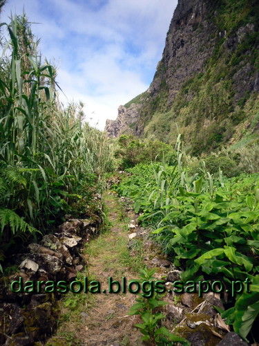 azores_flores_faja_lopo_Vaz_24.JPG azores_flores_faja_lopo_Vaz_24.JPG