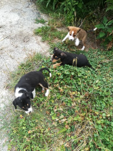 38085915_1085070771656090_4085507461870518272_n.jp