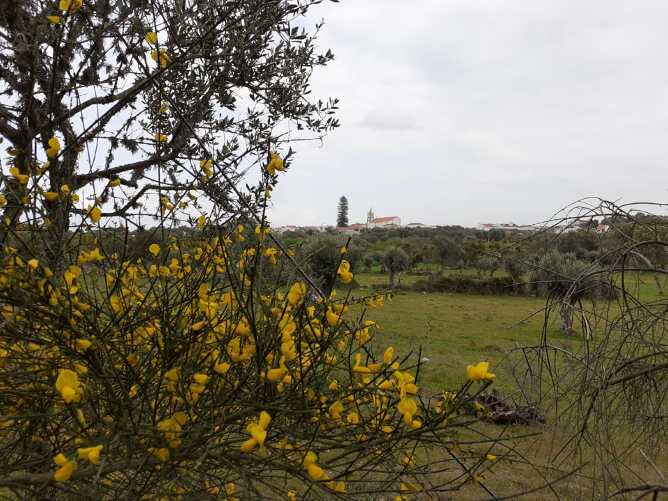 Paisagem primaveril. Foto original. 2021.04.02.jpg