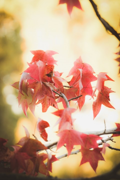 outono_quinta_das_conchas 11 a.jpg