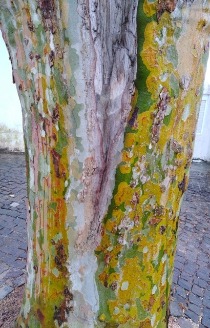 IMG_20210618_085709cópia2.jpg IMG_20210618_085709cópia2.jpg