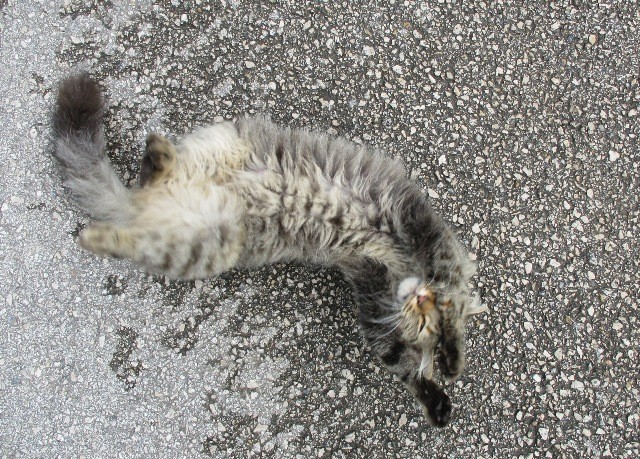 IMG_8393 - Cópia.JPG