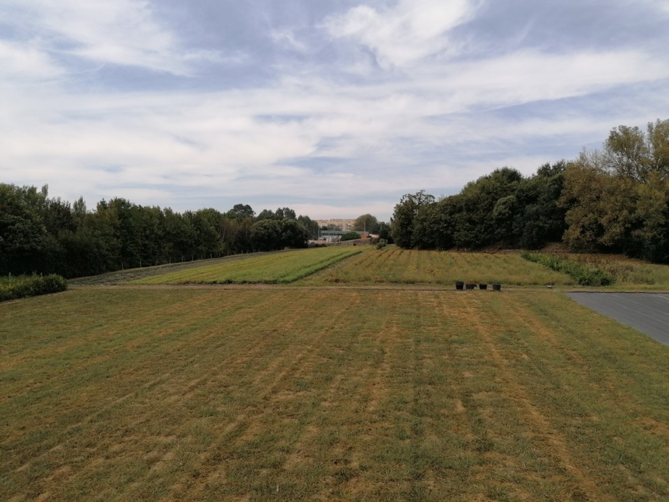 IMG_20200912_145236.jpg IMG_20200912_145236.jpg