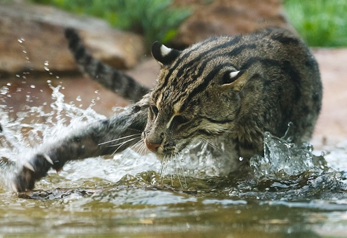 Gato Pescador, Roberto Gamito