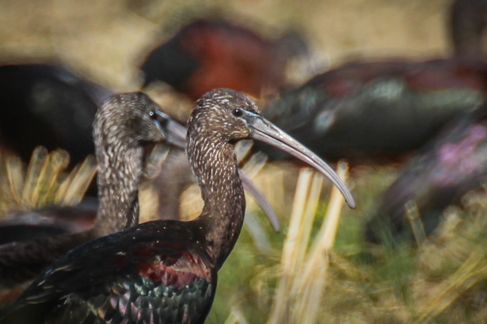 ibis-preta 3.jpg
