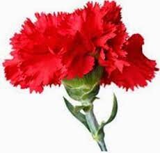cravo vermelho.jpg
