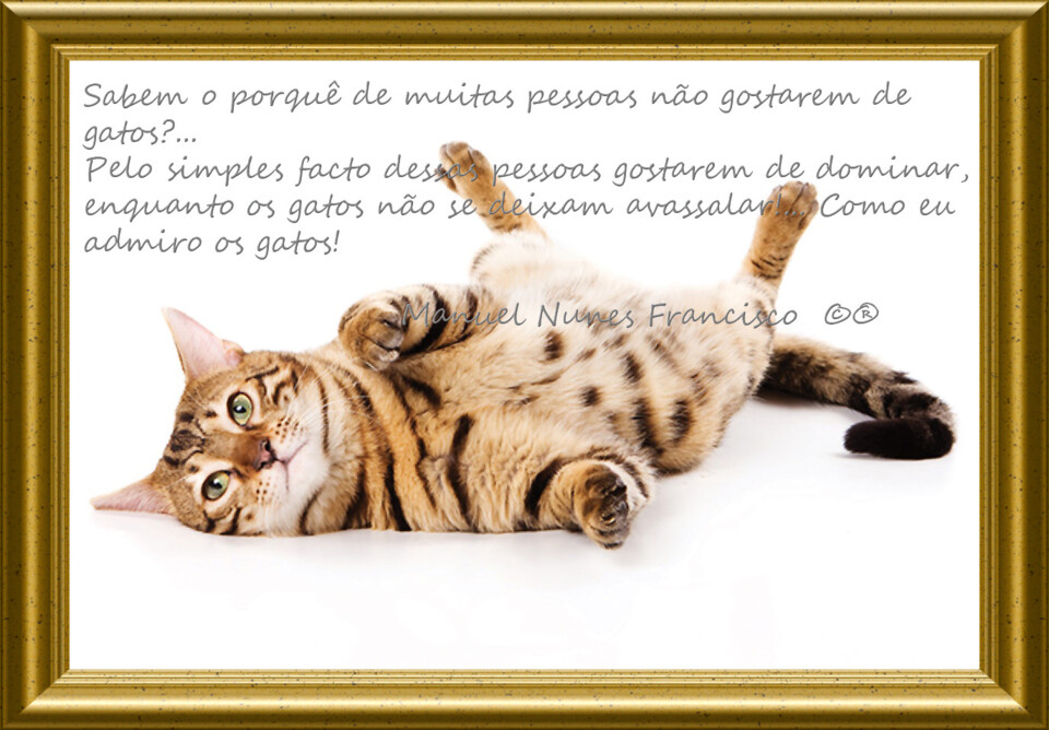 Liberdade felina.jpg