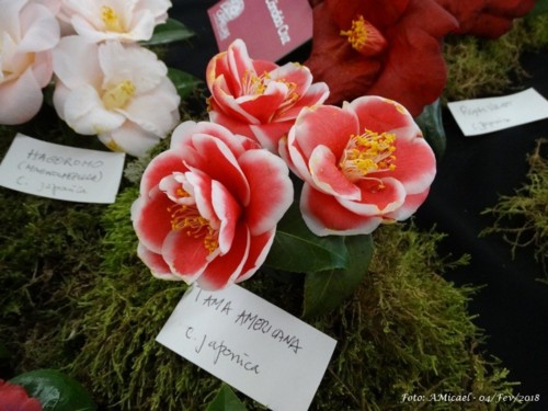 5 - Exposição de Camélias - 04Fev2018 - DSC0367