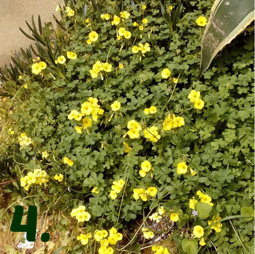 Quarta.jpg Quarta.jpg