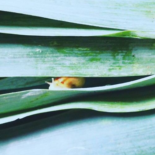 34533811_1107222782750815_8233610386998296576_n.jp