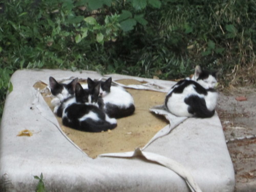 IMG_6212.JPG IMG_6212.JPG