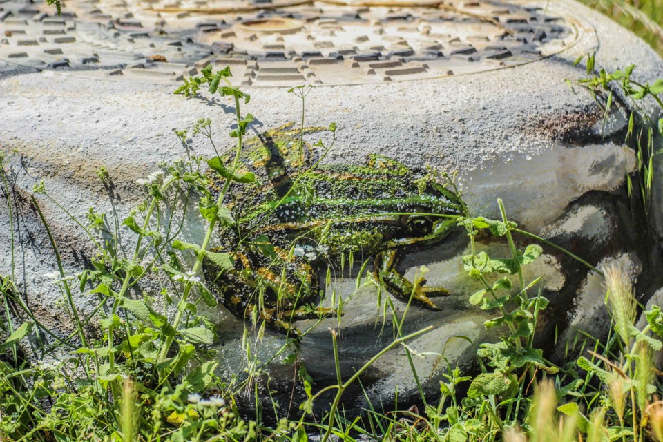 trilho das vinhas-10.jpg