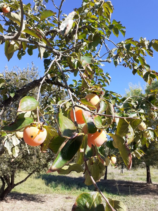 Diospireiro. Foto Original. 2021.10.07.jpg