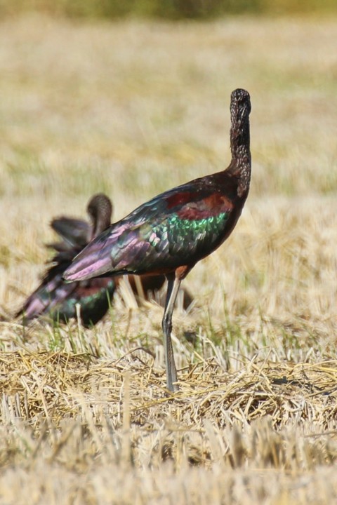 ibis-preta 6.jpg