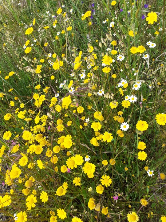 Boninas. Foto Original. 2021.05.jpg