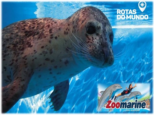 zoomarine.jpg zoomarine.jpg