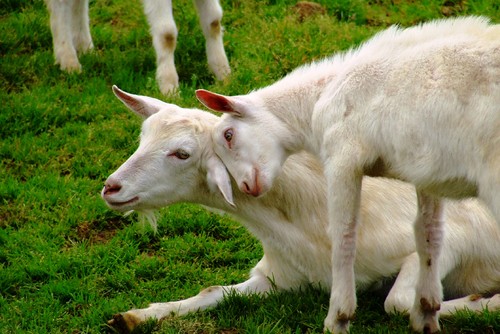 ...numa partilha suave de carinho