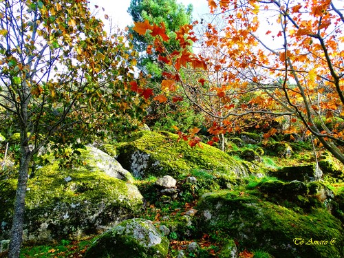 Fotos de Outono !!! 066.jpg