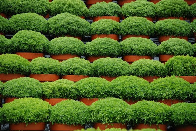 13 manjericos carlos silva.jpg